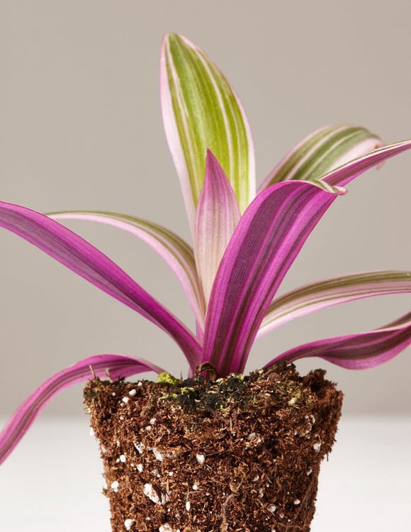 Nếu đã chán những chiếc cây màu xanh, hãy thử trồng mấy cái cây có màu hồng ngọt ngào này