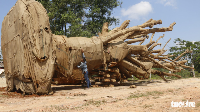 Cây siêu khủng được chở đi Hà Nội để làm quà tặng