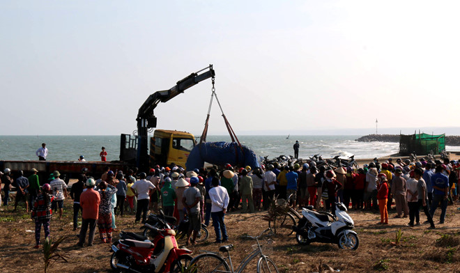 Đưa cá voi nặng 3 tấn, dài 6 m vào bờ chôn cất