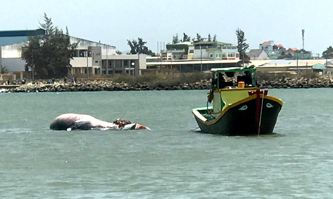 Đưa cá voi nặng 3 tấn, dài 6 m vào bờ chôn cất