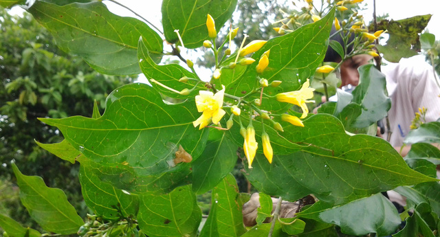 Đôi nam nữ ăn lá ngón tự tử vì bị bắt quả tang ngoại tình