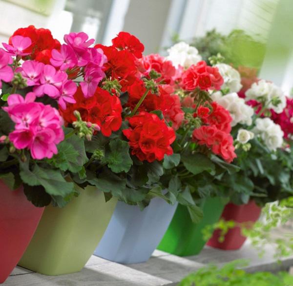 5 loại hoa vừa đẹp lại có công dụng đuổi muỗi xuất sắc nên trồng ngay trong nhà 5 loại hoa vừa đẹp lại có công dụng đuổi muỗi xuất sắc nên trồng ngay trong nhà
