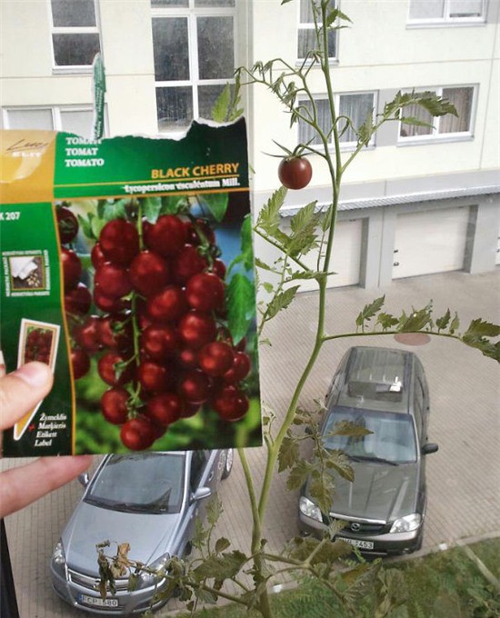 Mua bánh gấu hình thức long lanh, cô gái tá hỏa khi bóc ra và loạt ảnh tương tự chứng minh vì đời là những dối lừa