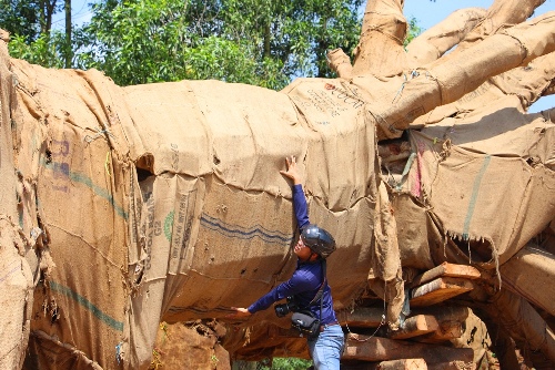 Kiểm lâm Huế: Ba cây cổ thụ quá khổ, quá tải có hồ sơ đầy đủ