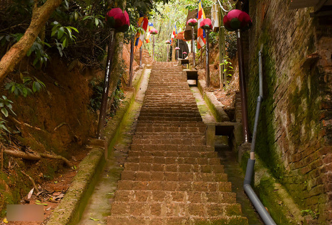 Chùa Tây Phương phủ nhận liên quan đến cây đa khổng lồ trên quốc lộ