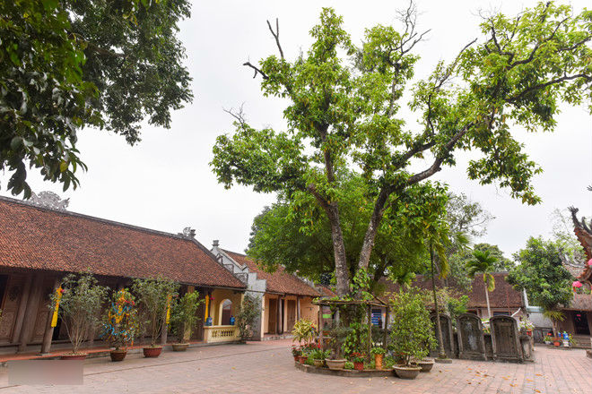 Chùa Tây Phương phủ nhận liên quan đến cây đa khổng lồ trên quốc lộ