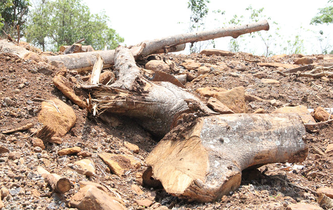 Một trong 3 cây đa khổng lồ có hồ sơ không đúng thực tế