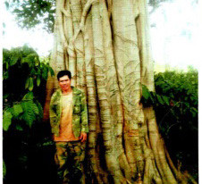 Một trong 3 cây đa khổng lồ có hồ sơ không đúng thực tế