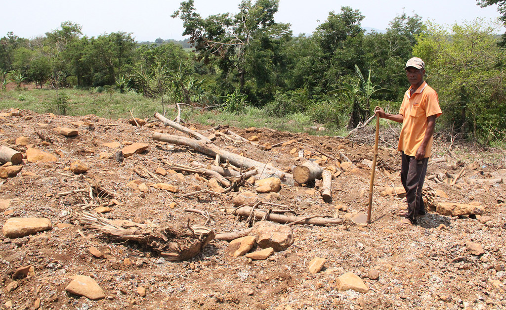 Kiểm lâm có bồi thường nếu 3 cây đa khổng lồ chết khi bị tạm giữ?