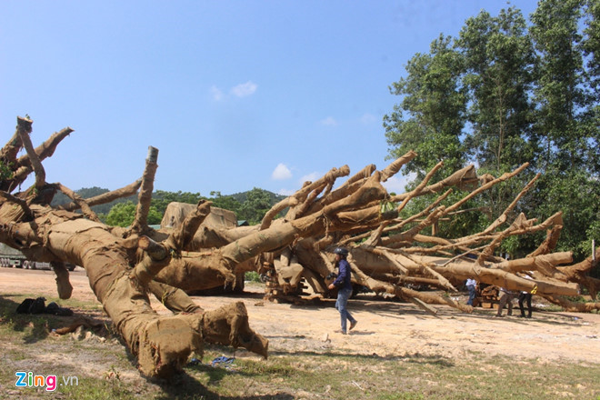 Kiểm lâm có bồi thường nếu 3 cây đa khổng lồ chết khi bị tạm giữ?