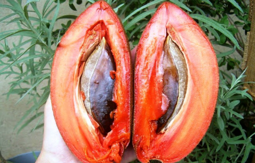 Sốt cây giống hồng xiêm ruột đỏ