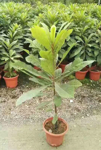 Sốt cây giống hồng xiêm ruột đỏ