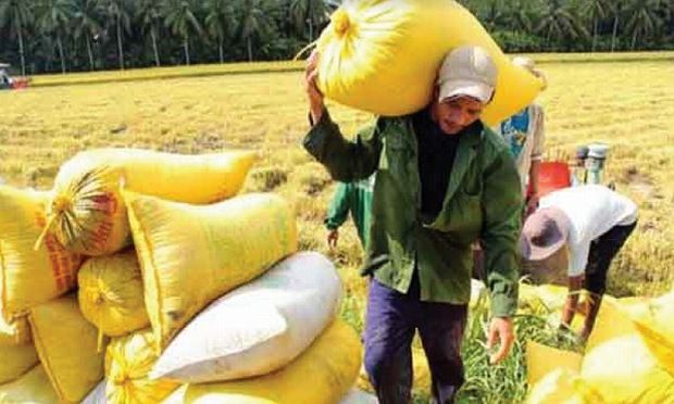 Tương lai của ngành lúa gạo: Vì sao VFA bị yêu cầu phải cải tổ?