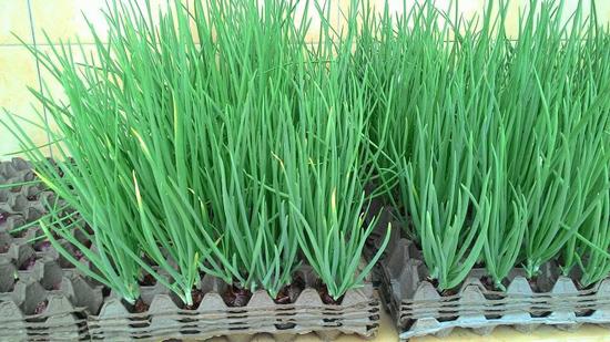 3 cách trồng hành lá tại nhà không cần đất hay chậu, cực nhanh lại nhàn ăn mãi chẳng hết 3 cách trồng hành lá tại nhà không cần đất hay chậu, cực nhanh lại nhàn ăn mãi chẳng hết