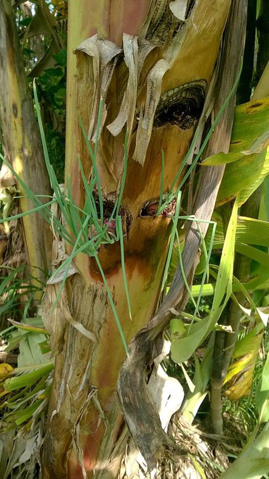 3 cách trồng hành lá tại nhà không cần đất hay chậu, cực nhanh lại nhàn ăn mãi chẳng hết