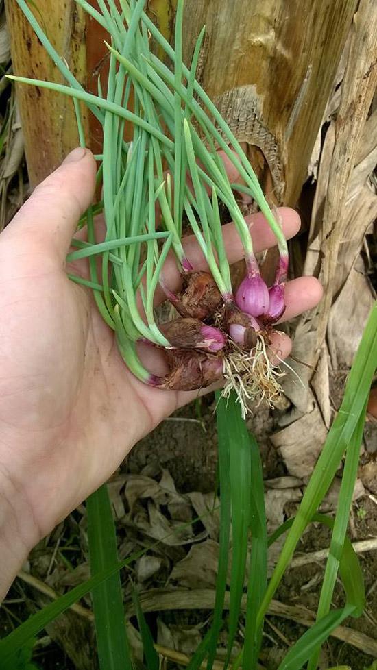 3 cách trồng hành lá tại nhà không cần đất hay chậu, cực nhanh lại nhàn ăn mãi chẳng hết