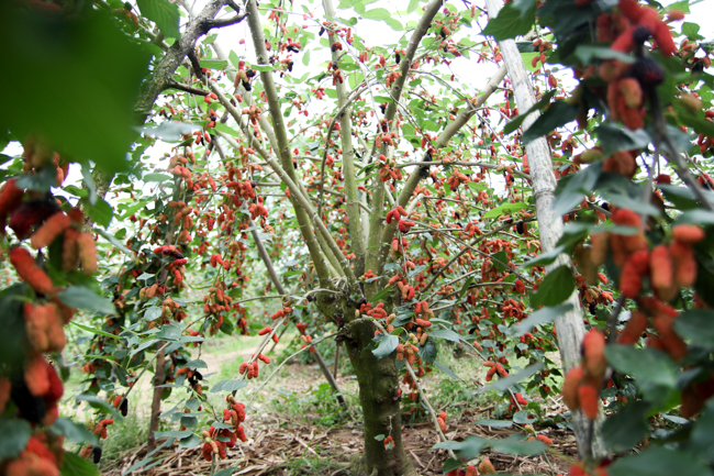 Ảnh: Càng ngắm càng thèm những trái dâu tằm lai chín mọng