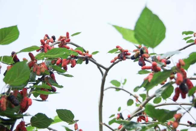 Ảnh: Càng ngắm càng thèm những trái dâu tằm lai chín mọng