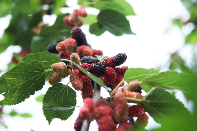 Ảnh: Càng ngắm càng thèm những trái dâu tằm lai chín mọng