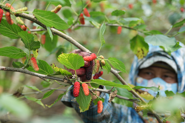 Ảnh: Càng ngắm càng thèm những trái dâu tằm lai chín mọng