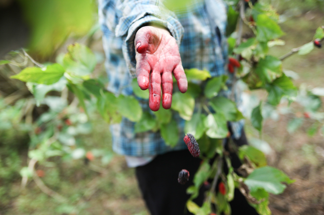 Ảnh: Càng ngắm càng thèm những trái dâu tằm lai chín mọng