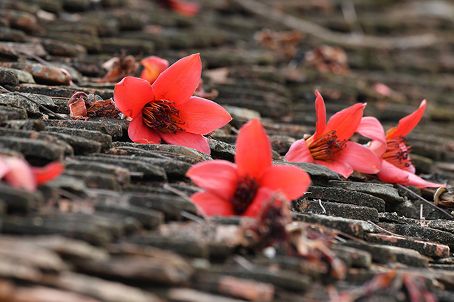 Ảnh: Xao xuyến mùa hoa gạo nở đỏ rực các miền quê