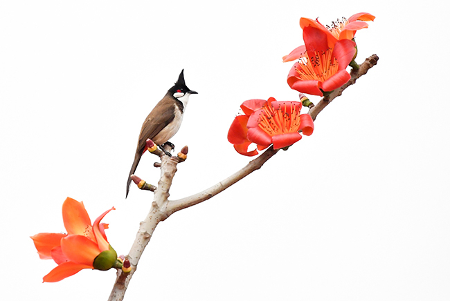 Ảnh: Xao xuyến mùa hoa gạo nở đỏ rực các miền quê