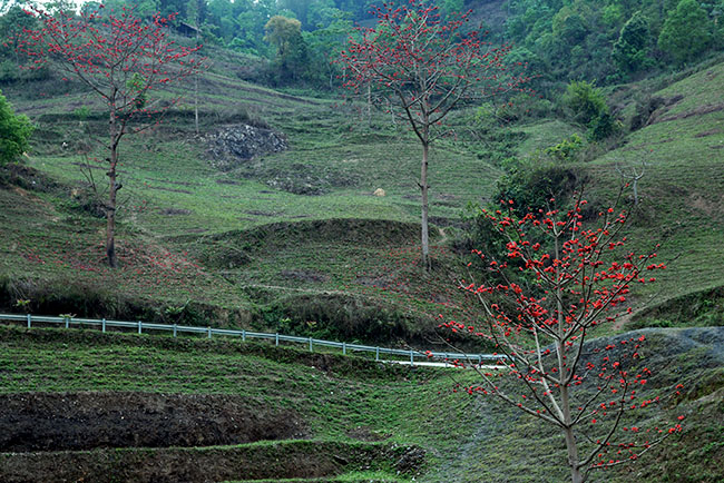 Ảnh: Xao xuyến mùa hoa gạo nở đỏ rực các miền quê