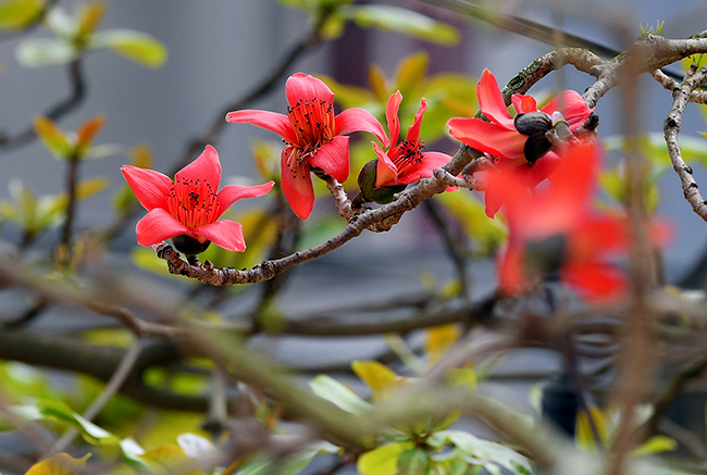 Ảnh: Xao xuyến mùa hoa gạo nở đỏ rực các miền quê