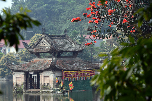 Ảnh: Xao xuyến mùa hoa gạo nở đỏ rực các miền quê