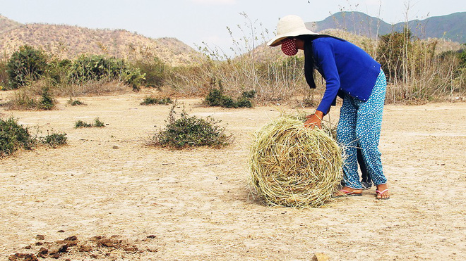 Ninh Thuận khát cháy đầu mùa khô Ninh Thuận khát cháy đầu mùa khô