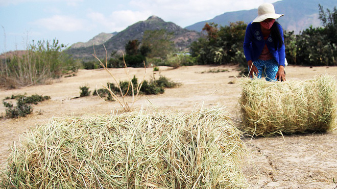 Ninh Thuận khát cháy đầu mùa khô Ninh Thuận khát cháy đầu mùa khô