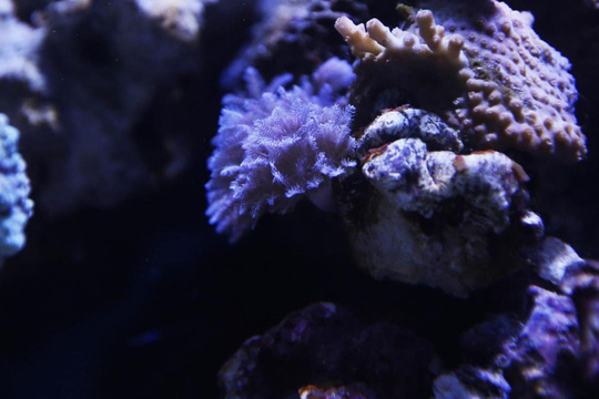 Cả nhà suýt mất mạng vì rửa bể cá