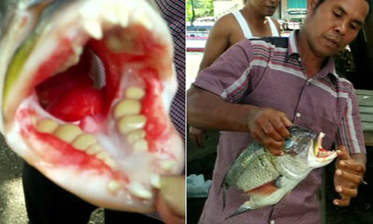 Cả nhà suýt mất mạng vì rửa bể cá