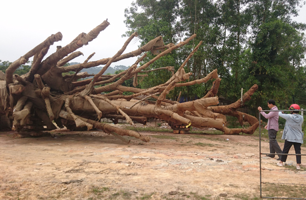 Người sở hữu 3 cây quái thú bị tạm giữ tại TT-Huế khai gì?