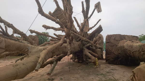 Người sở hữu 3 cây quái thú bị tạm giữ tại TT-Huế khai gì?