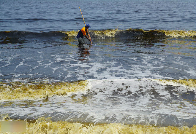Xuất hiện tảo trong nước biển đổi màu bất thường ở Đà Nẵng