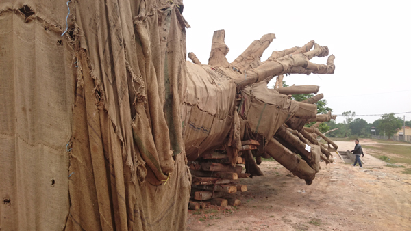 Tài xế xe chở cây “quái thú” nói về chiêu qua mặt CSGT