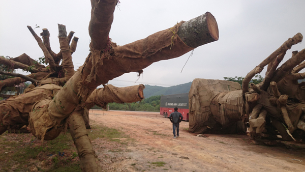 Tài xế xe chở cây “quái thú” nói về chiêu qua mặt CSGT
