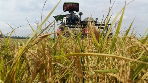 Giá nếp lao dốc vì Trung Quốc từ chối đơn hàng