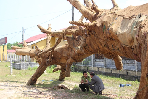 Kiểm lâm Huế bàn giao hai cây cổ thụ quá khổ, quá tải cho chủ cây