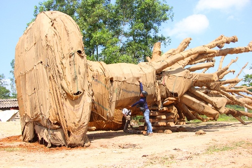Kiểm lâm Huế bàn giao hai cây cổ thụ quá khổ, quá tải cho chủ cây