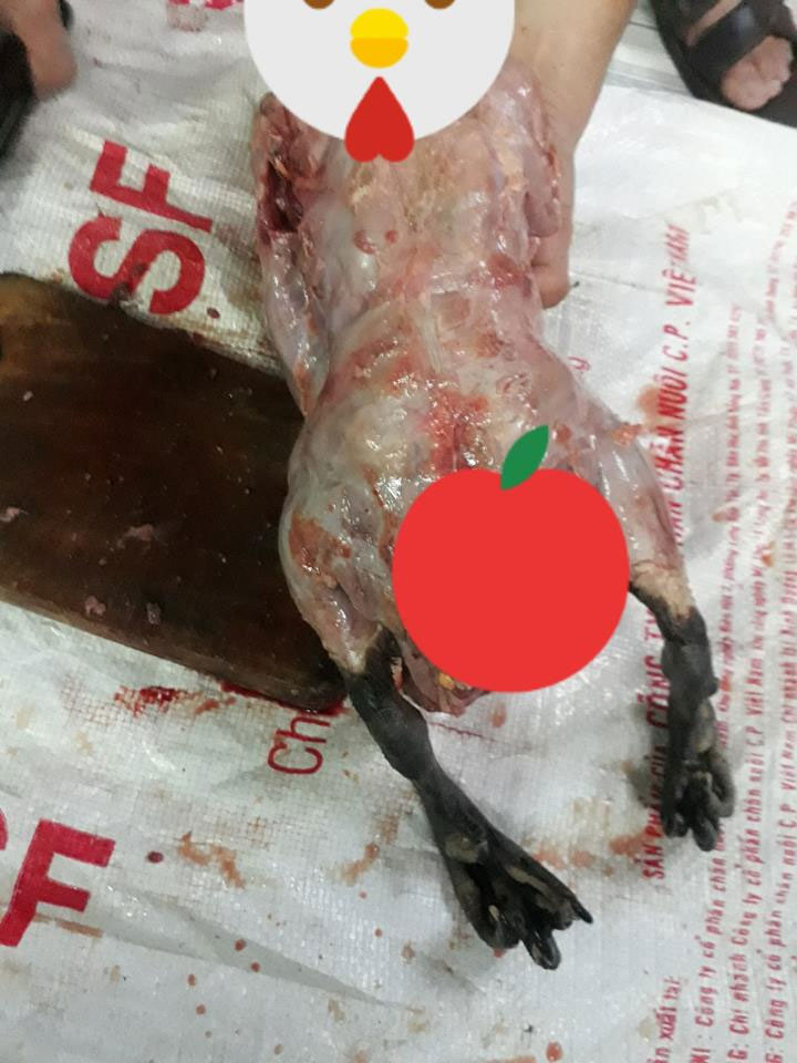 Nàng dâu làm thịt con ngan nặng từ 4kg xuống còn 2kg, không những sạch lông mà da cũng chẳng còn khiến hội chị em xôn xao