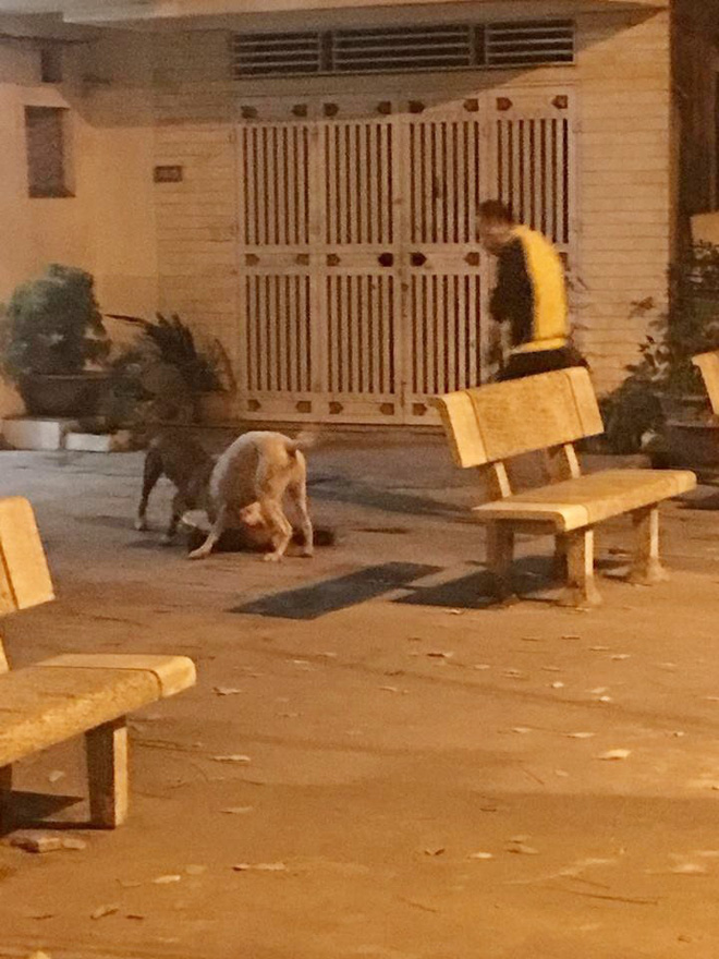 Hà Nội: Chủ nhân đau đớn chứng kiến chó cưng Poodle bị 2 con Pitbull cắn xé tới chết mà chẳng thể làm gì Hà Nội: Chủ nhân đau đớn chứng kiến chó cưng Poodle bị 2 con Pitbull cắn xé tới chết mà chẳng thể làm gì