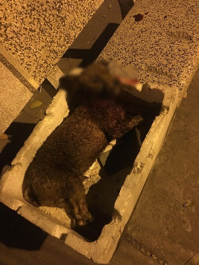 Hà Nội: Chủ nhân đau đớn chứng kiến chó cưng Poodle bị 2 con Pitbull cắn xé tới chết mà chẳng thể làm gì