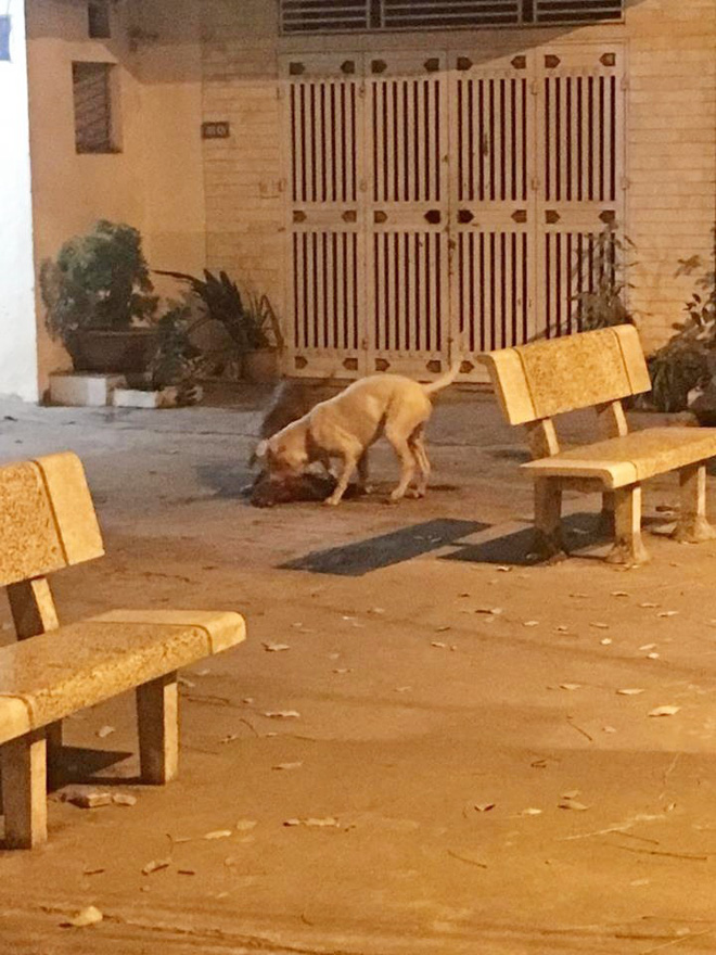 Hà Nội: Chủ nhân đau đớn chứng kiến chó cưng Poodle bị 2 con Pitbull cắn xé tới chết mà chẳng thể làm gì