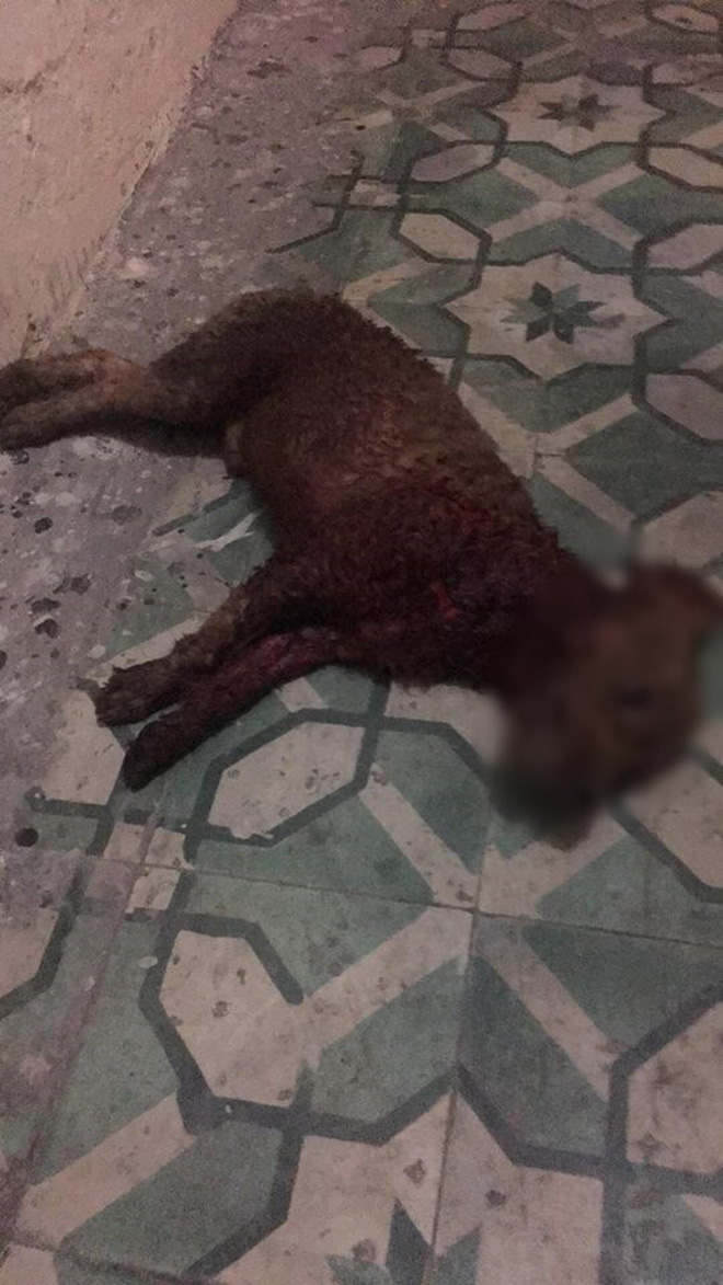 Hà Nội: Chủ nhân đau đớn chứng kiến chó cưng Poodle bị 2 con Pitbull cắn xé tới chết mà chẳng thể làm gì Hà Nội: Chủ nhân đau đớn chứng kiến chó cưng Poodle bị 2 con Pitbull cắn xé tới chết mà chẳng thể làm gì