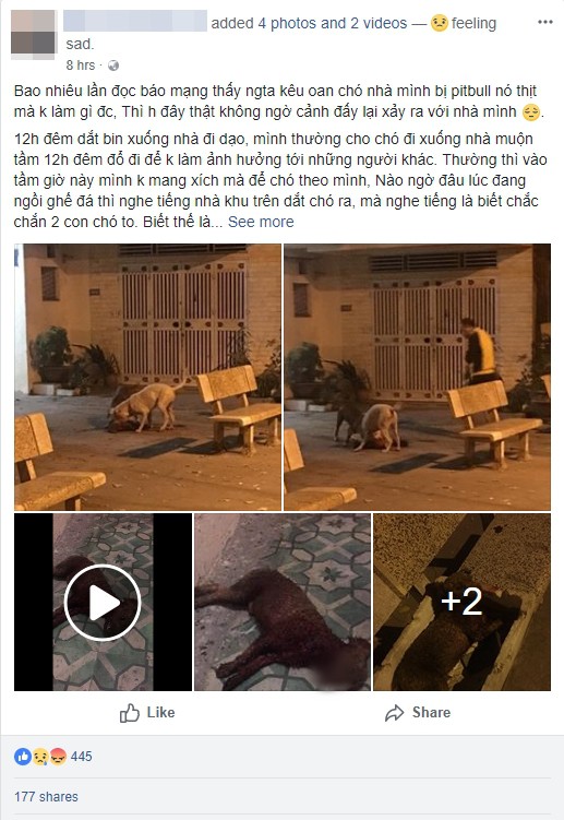 Hà Nội: Chủ nhân đau đớn chứng kiến chó cưng Poodle bị 2 con Pitbull cắn xé tới chết mà chẳng thể làm gì