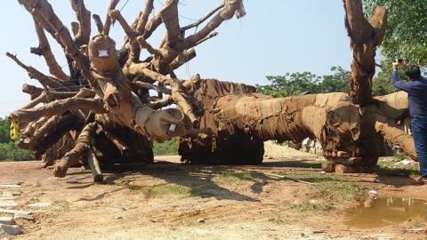 Ba cụ cây quái thú bên đường sẽ qua đời?