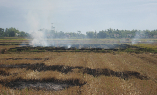 Vì sao nông dân đốt rơm rạ?